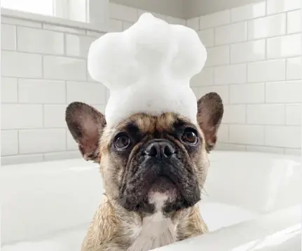 რა სიხშირით უნდა დავბანოთ ძაღლი შამპუნით