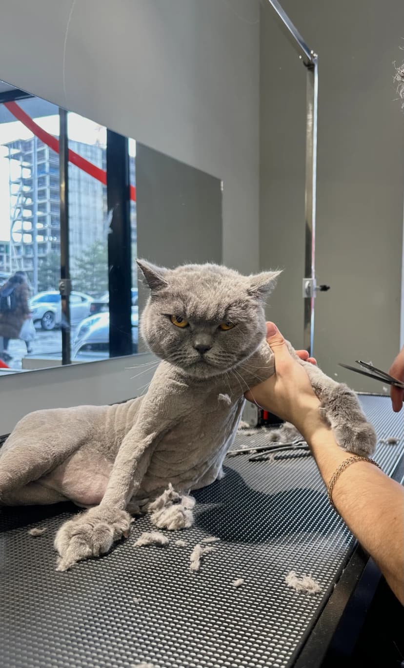 როგორ აყალიბებს რეგულარული მოვლა შინაური ცხოველის ხასიათს