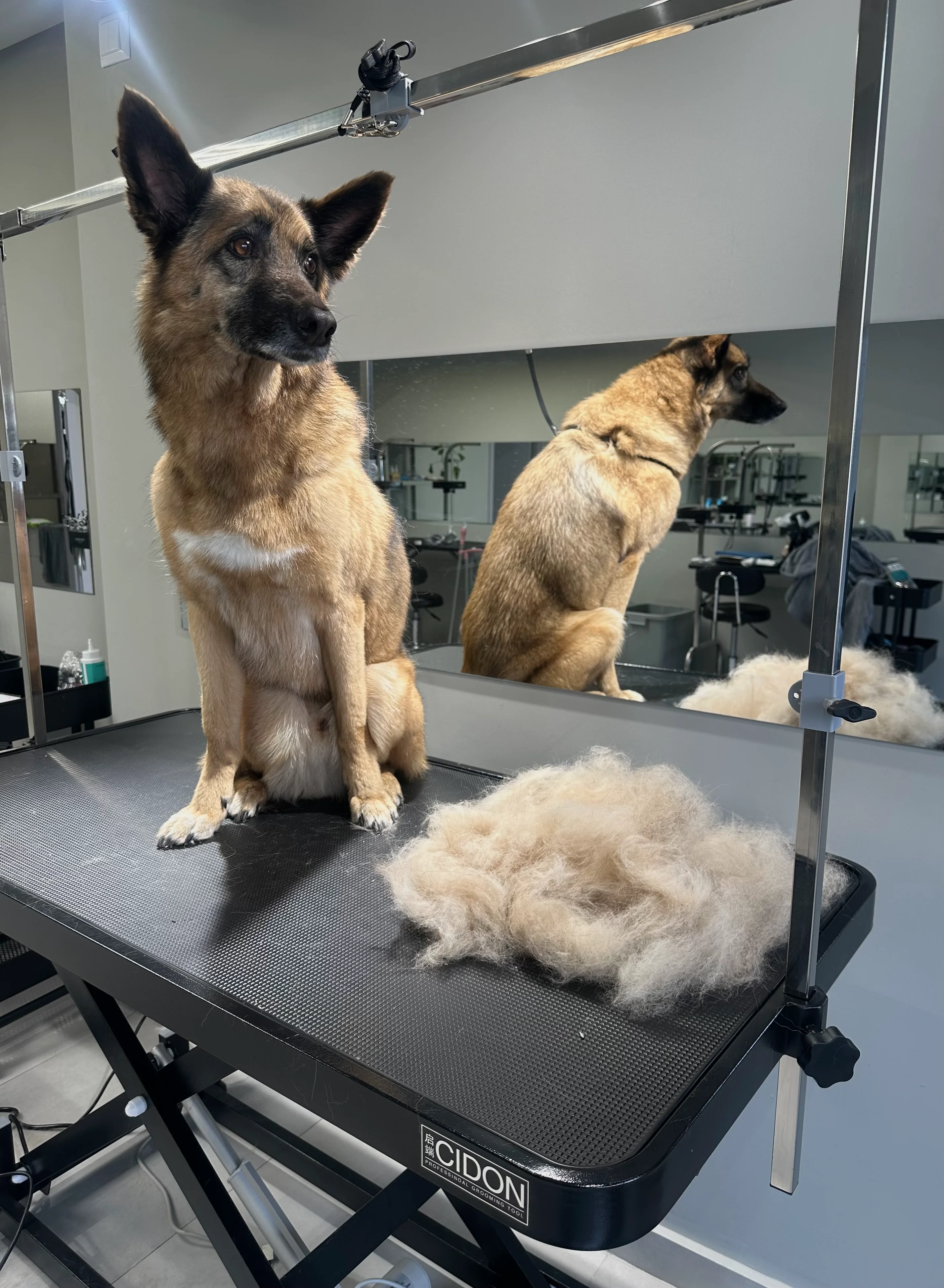 Dog photo