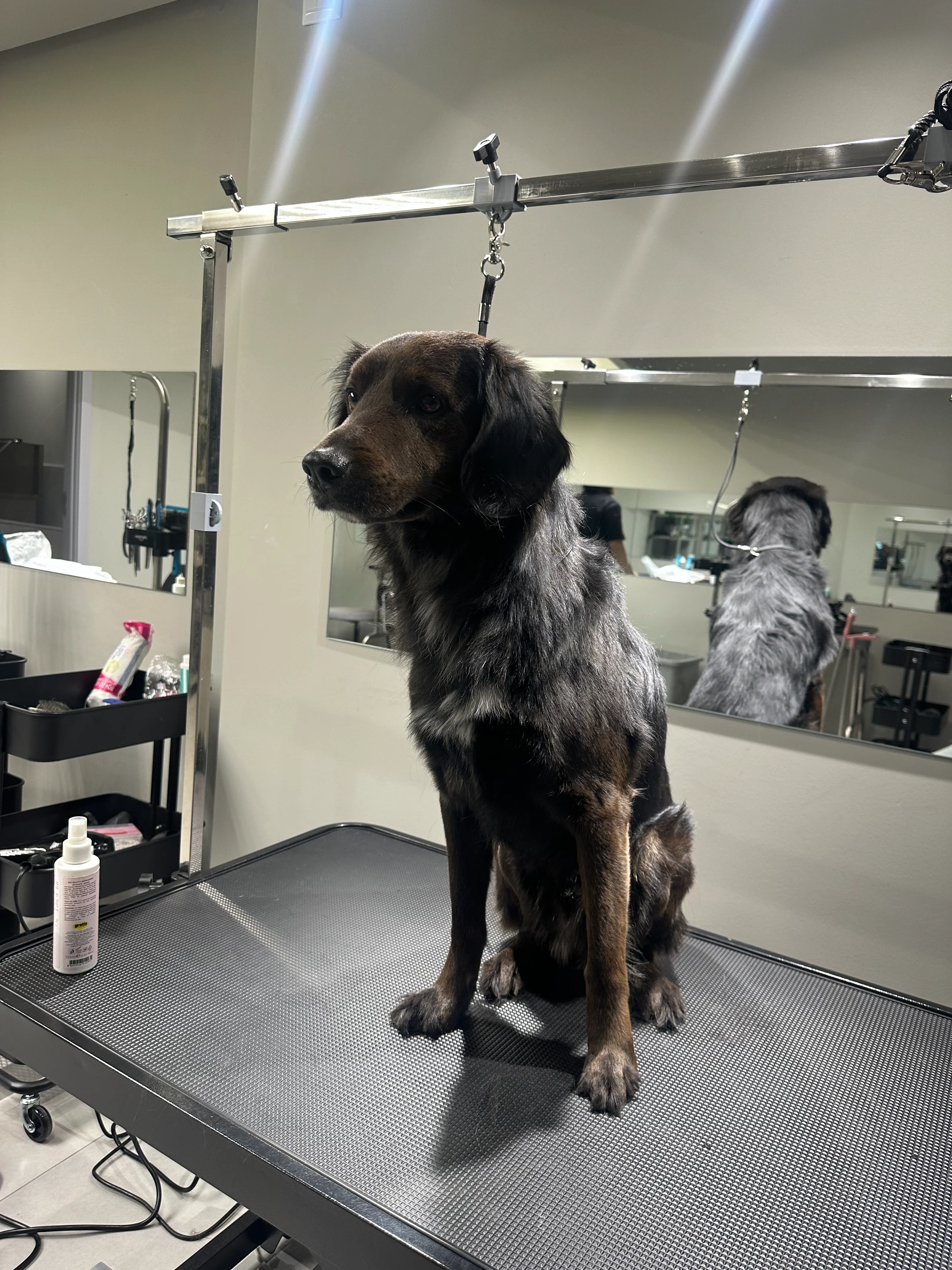 Dog photo