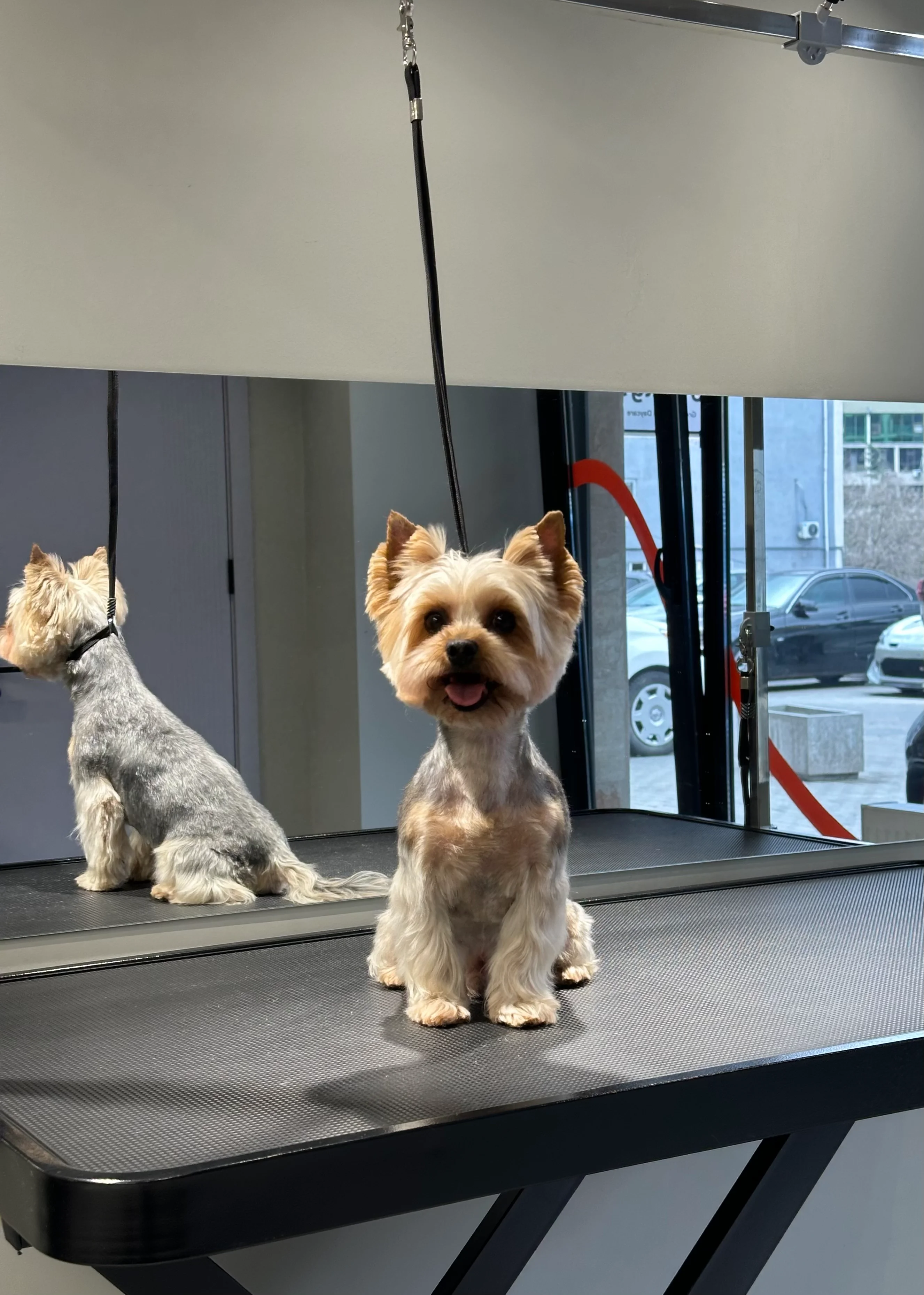 Dog photo