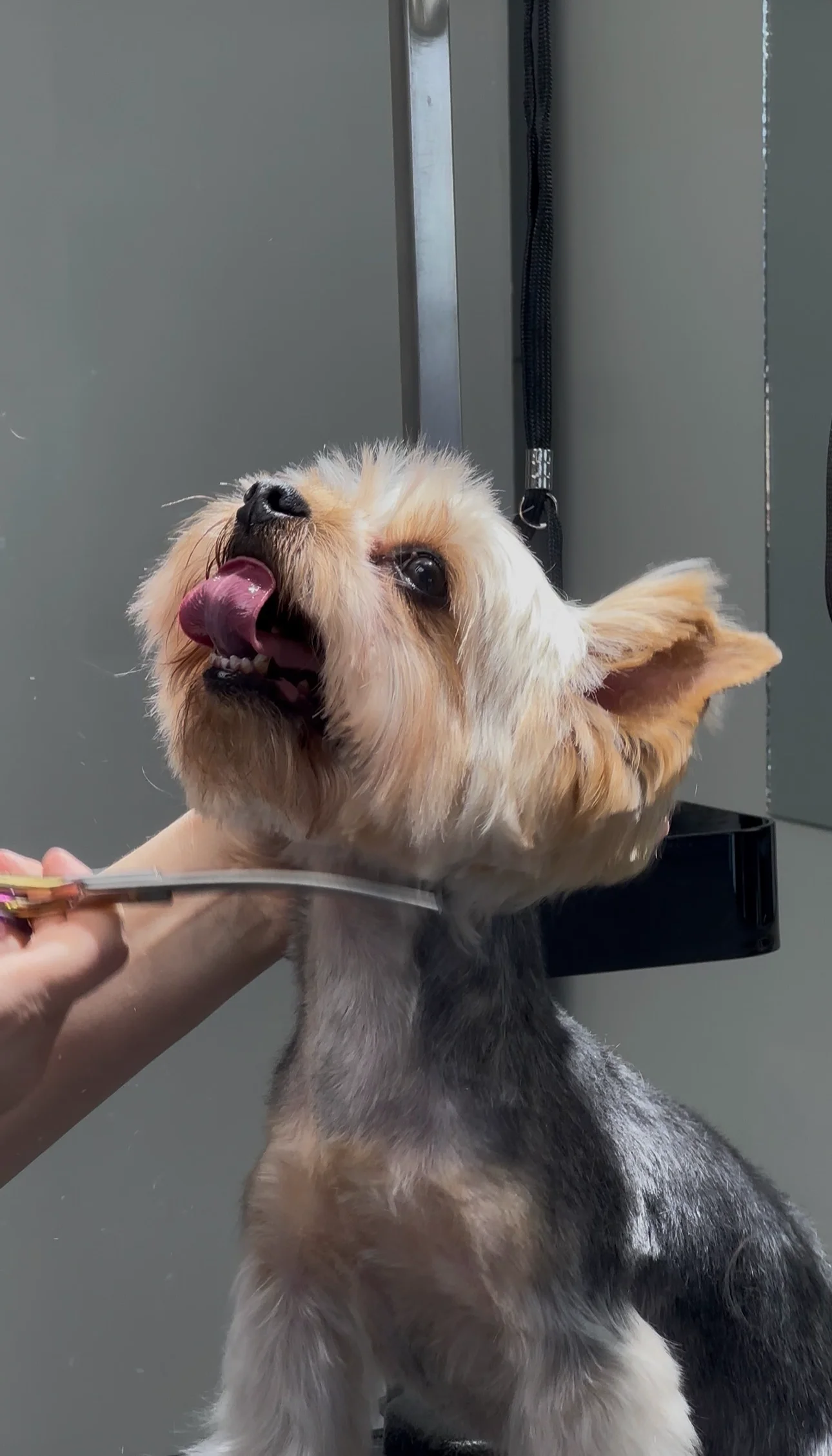 Dog photo