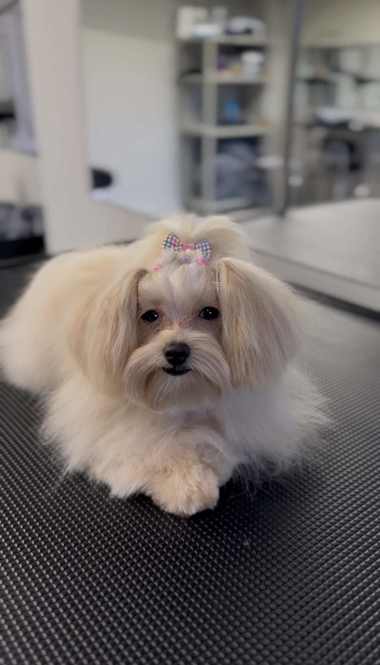 Dog photo