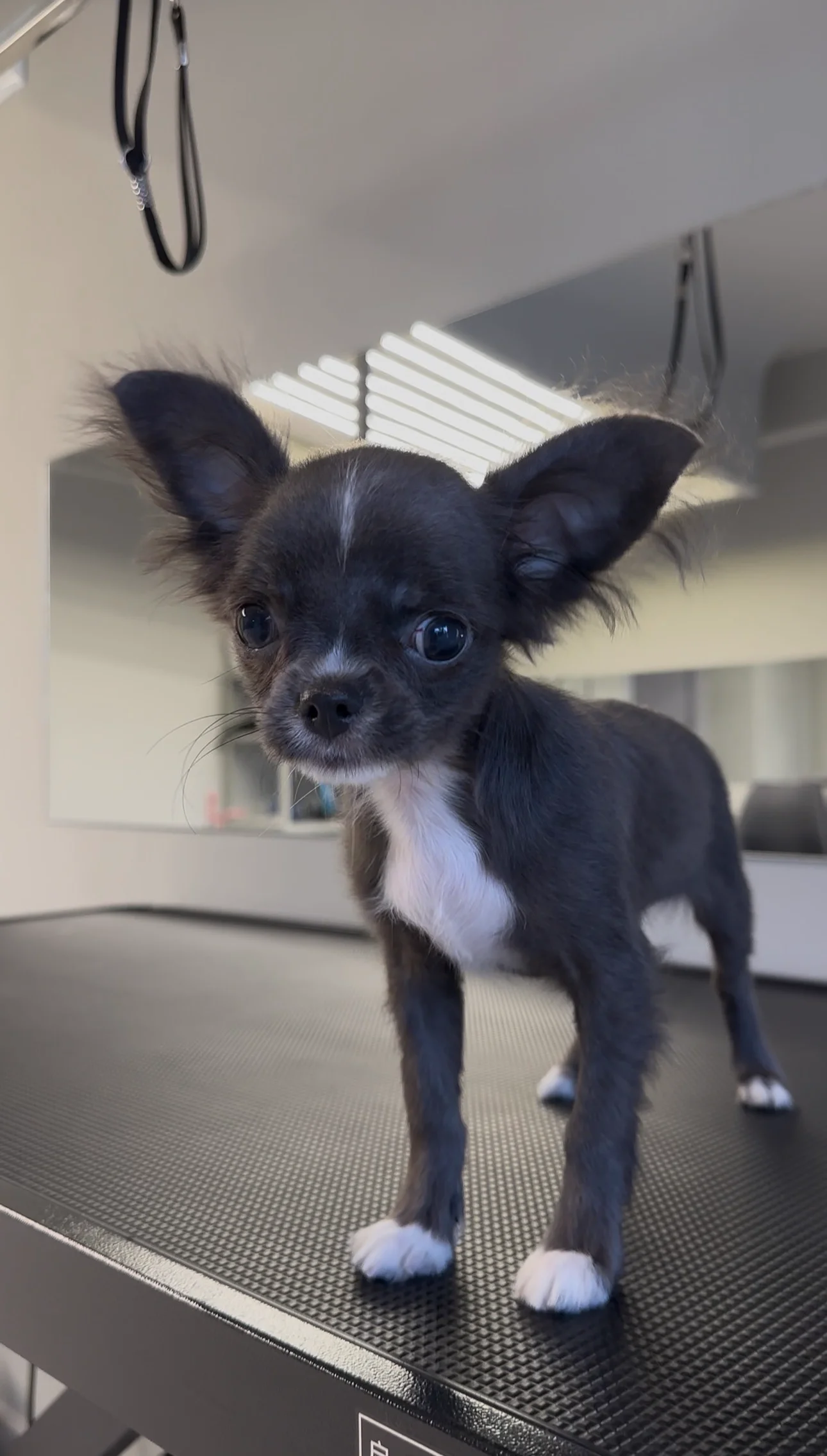 Dog photo