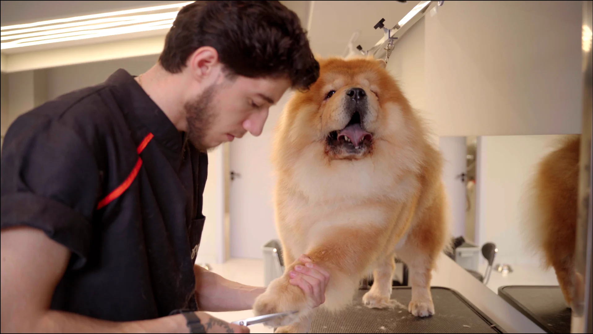 Dog photo
