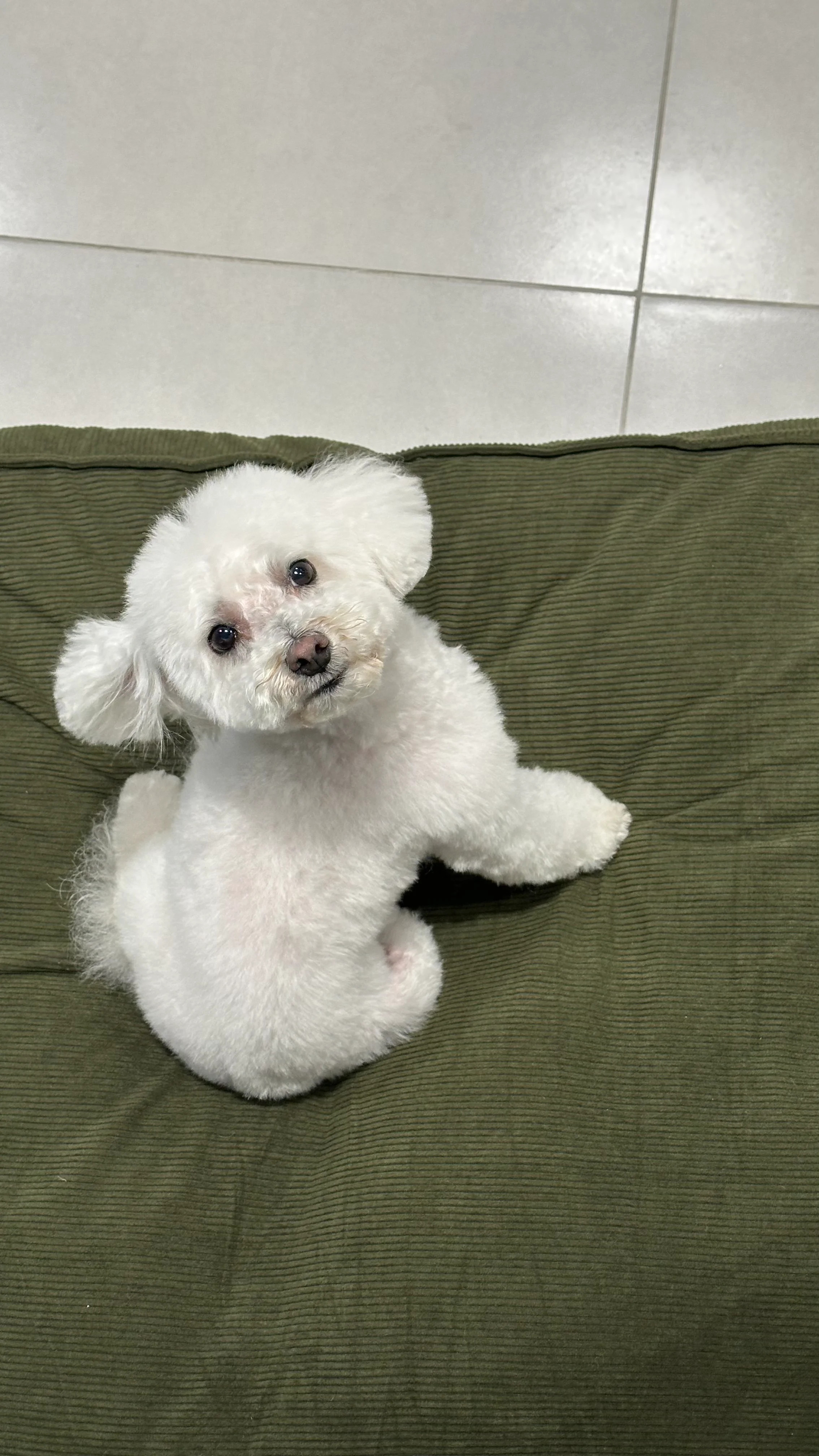 Dog photo
