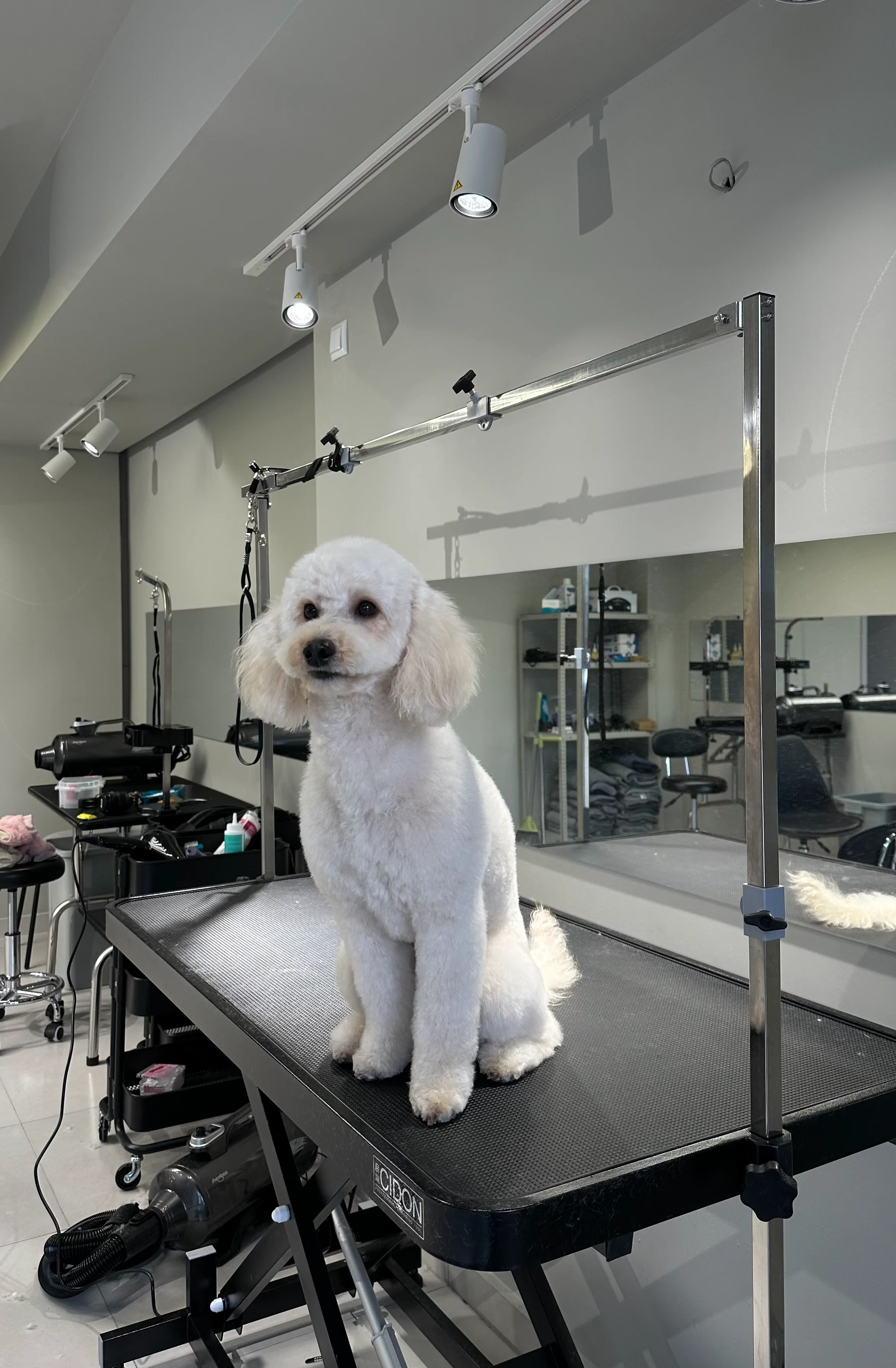 Dog photo